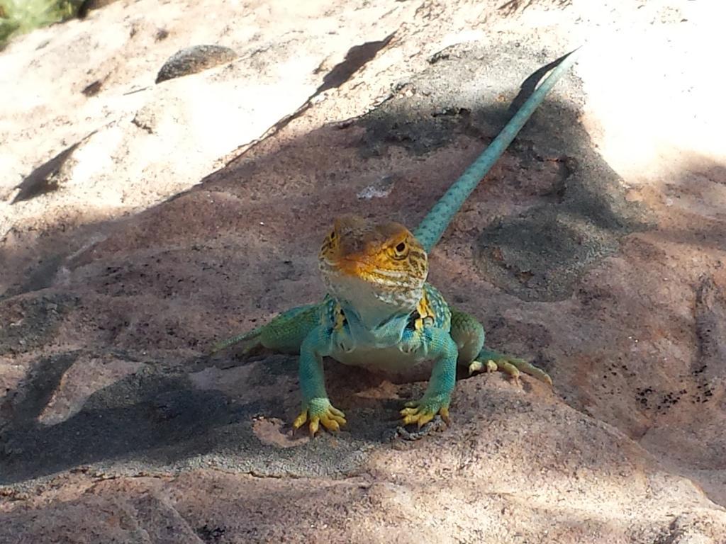 Stone Lizard Lodge Blanding Eksteriør bilde