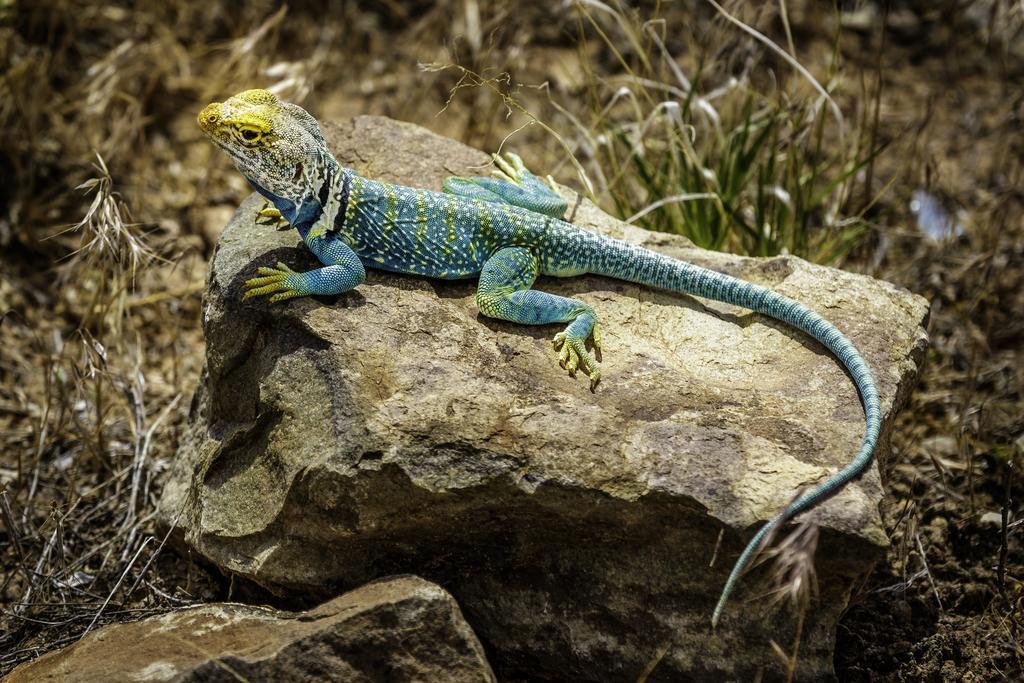 Stone Lizard Lodge Blanding Eksteriør bilde